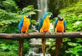 15 dias 14 noches turisticos peru